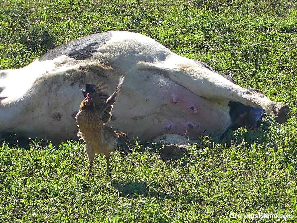 A hen stands in front of a cow trying to calve in Hawaii