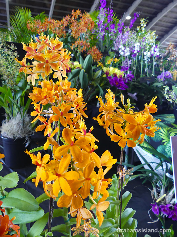 An Epidendrum Pacific Pastel orchid at the Hilo Orchid Show in Hawaii
