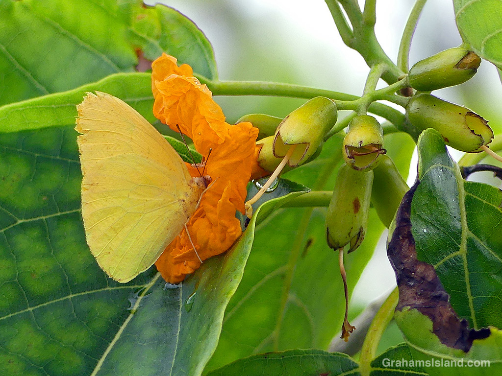 A Large Orange Sulphur Butterfly on a Kou flower in Hawaii