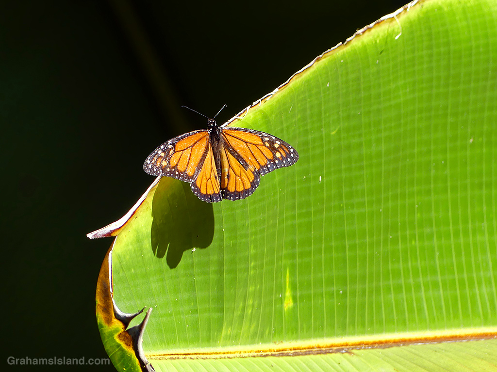 A Monarch Butterfly on a leaf in Hawaii
