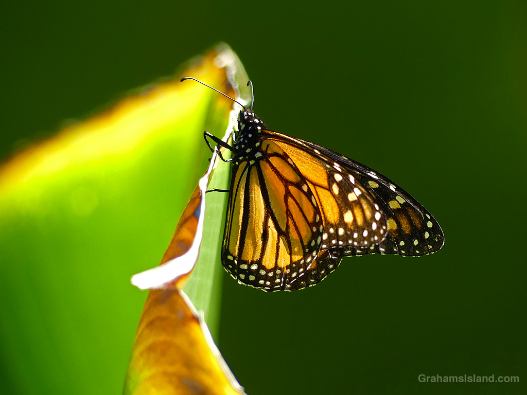A Monarch Butterfly on a leaf in Hawaii
