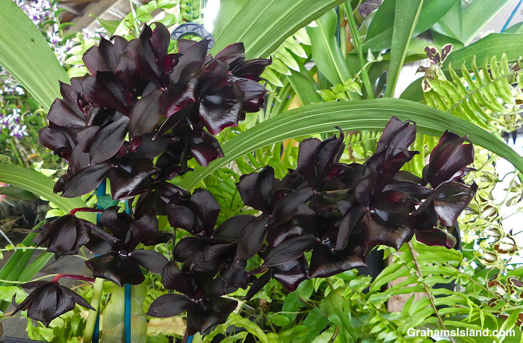 A Monnierara Millennium Magic 'Witchcraft' orchid at the Hilo Orchid Show in Hawaii