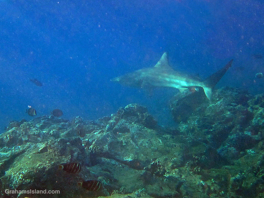 An Oceanic Blacktip Shark in the waters off Hawaii