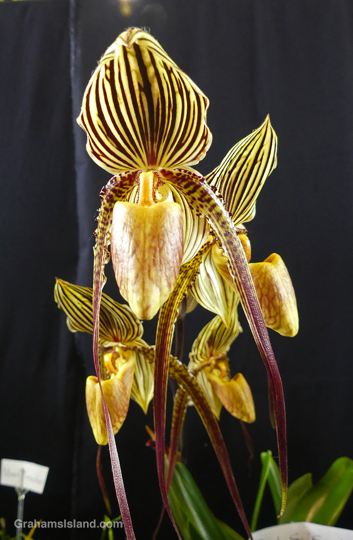 A Paphiopedilum St. Swithin orchid at the Hilo Orchid Show in Hawaii