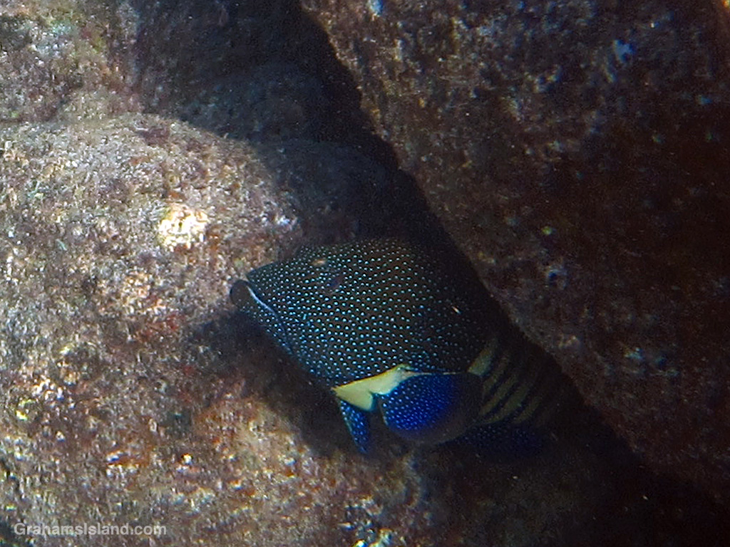 A Peacock Grouper peeks out from below a rock in the waters off Hawaii