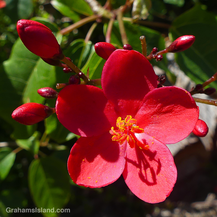 A Peregrina flower and buds in Hawaii