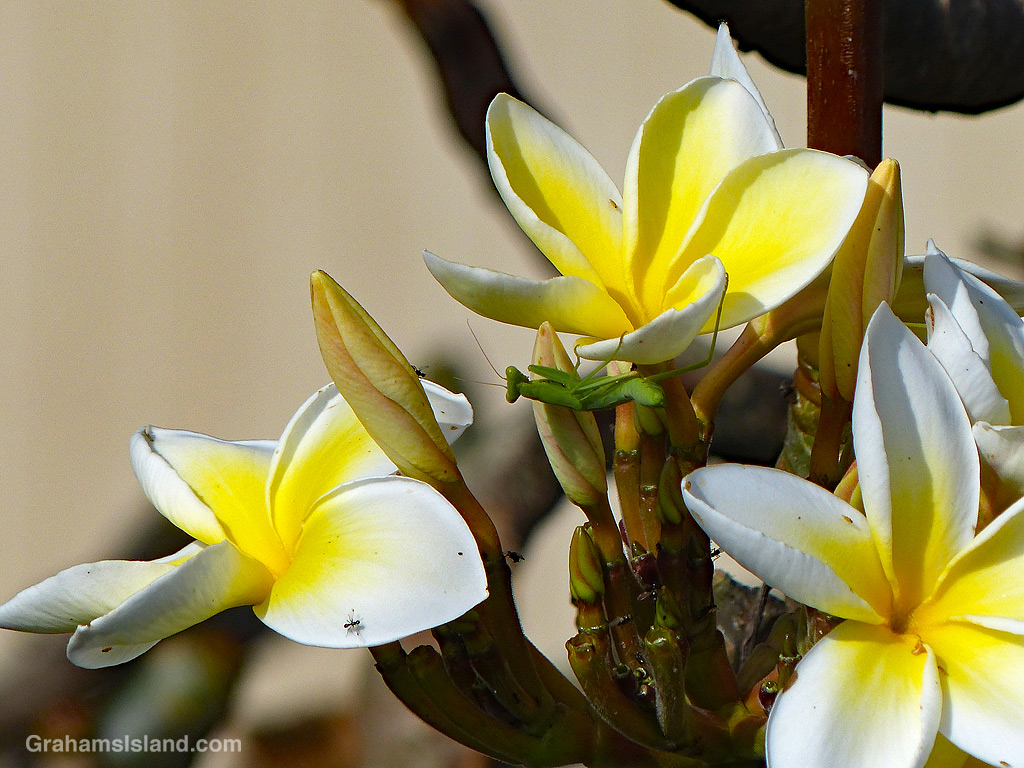 A Praying Mantis on a Plumeria with flowers and buds in Hawaii