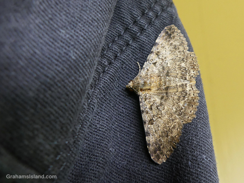A Polydesma boarmoides moth in Hawaii