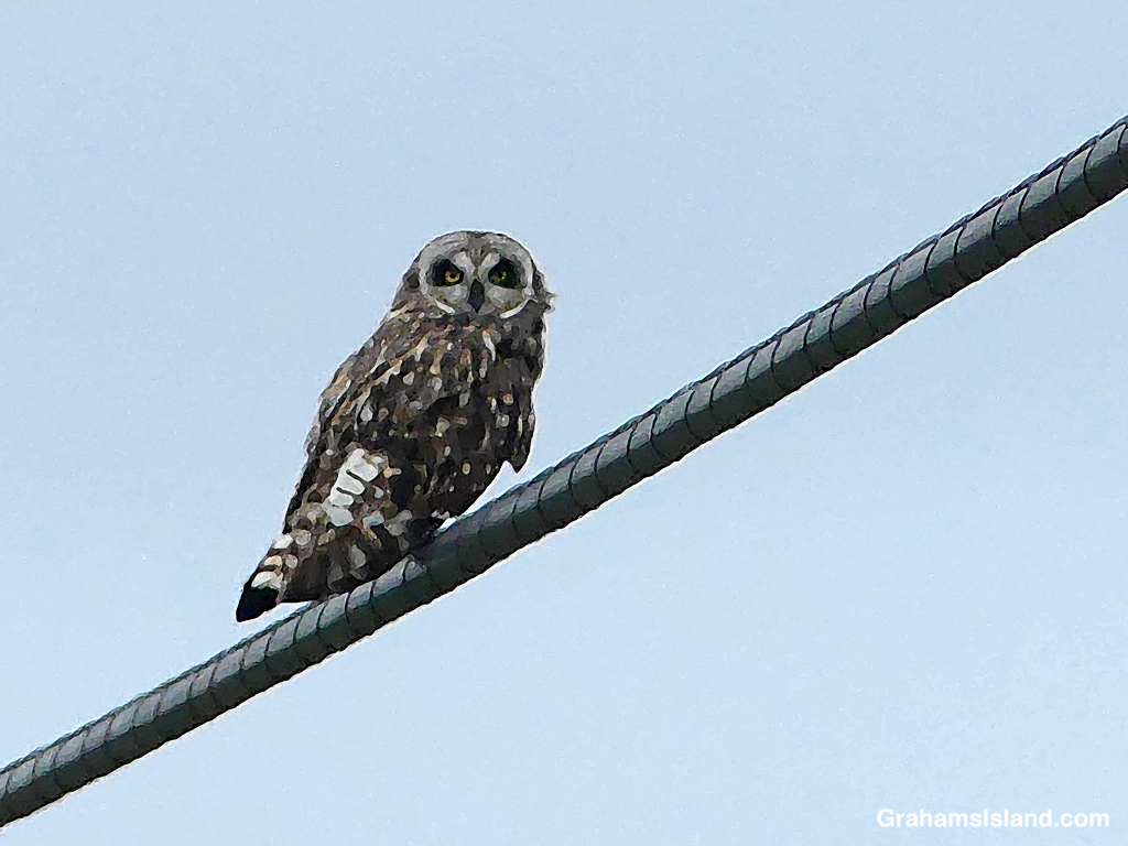 A Pueo on a wire in Hawaii