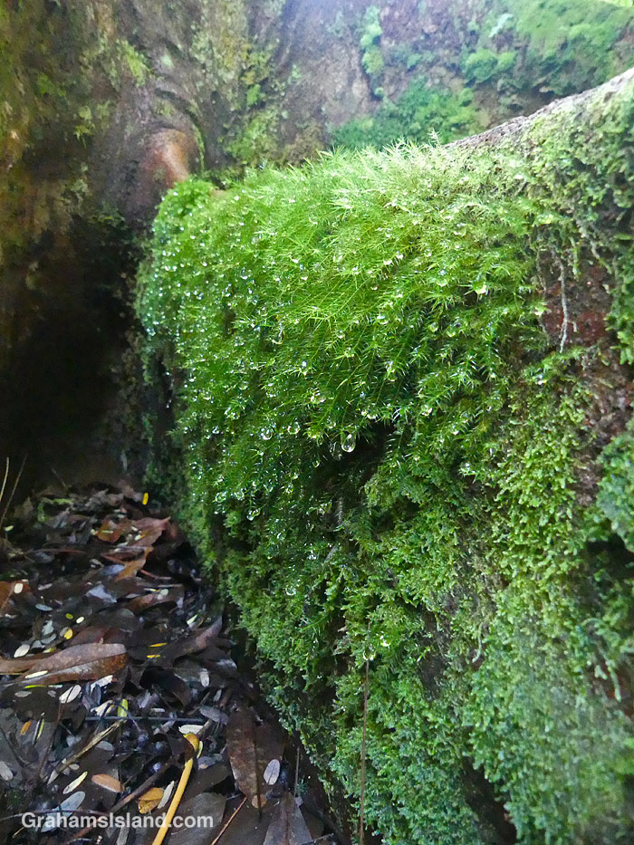Raindrops growing on the roots of a Brazilian firetree (Schizolobium parahyba), growing at Hawaii Tropical Botanical Garden