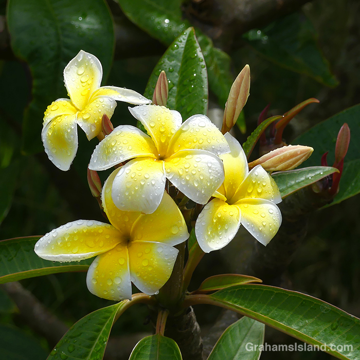 Raindrops on Plumerias in Hawaii