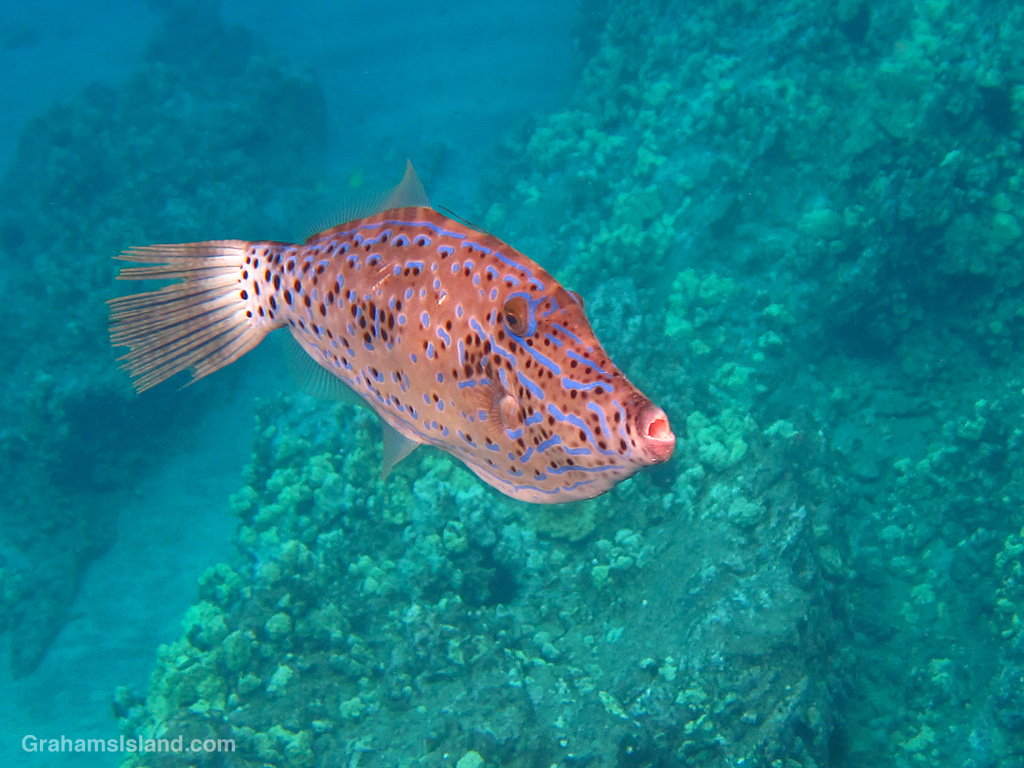 A scrawled filefish in the waters off Hawaii