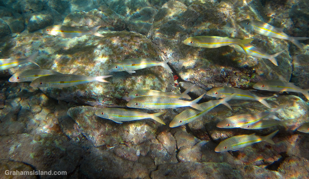 Square-spot Goatfish in the waters off Hawaii