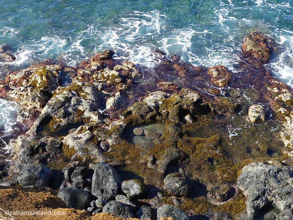 Tide pools on the coast below Upolu in Hawaii