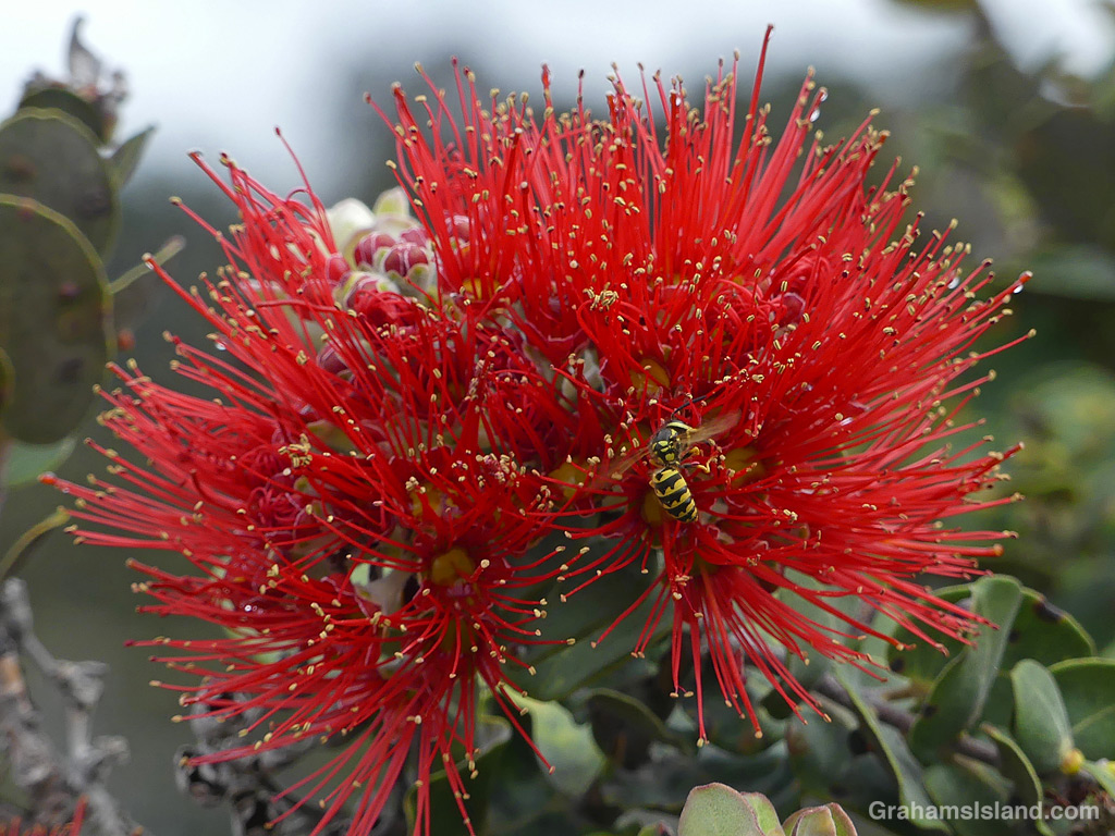 A Wasp in an Ohia flower in Hawaii