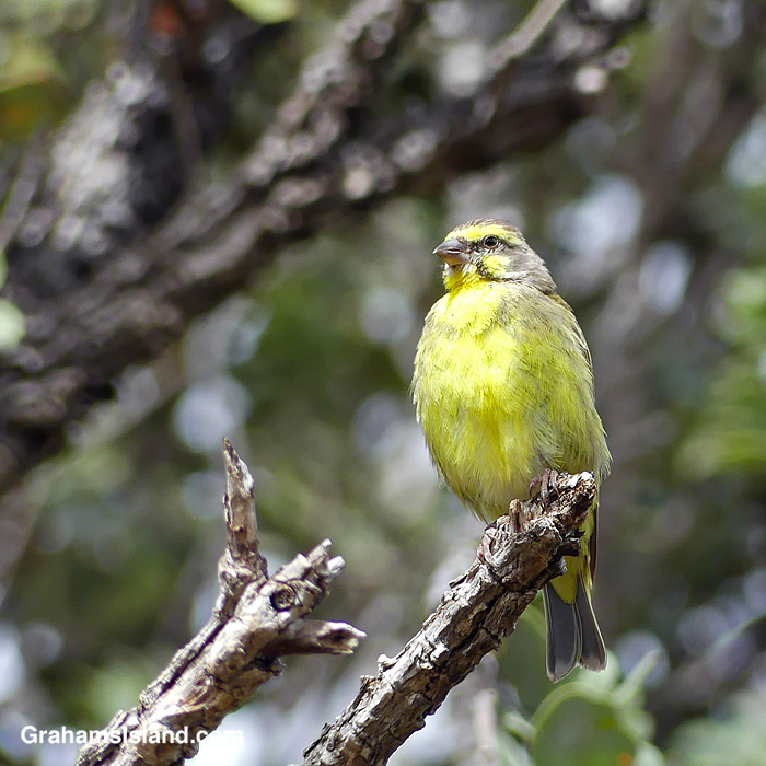 A Yellow-fronted Canary in Hawaii