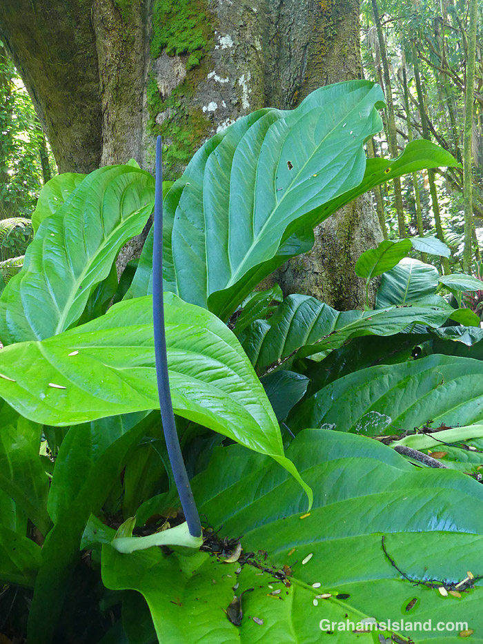 at Hawaii Tropical Botanical Garden