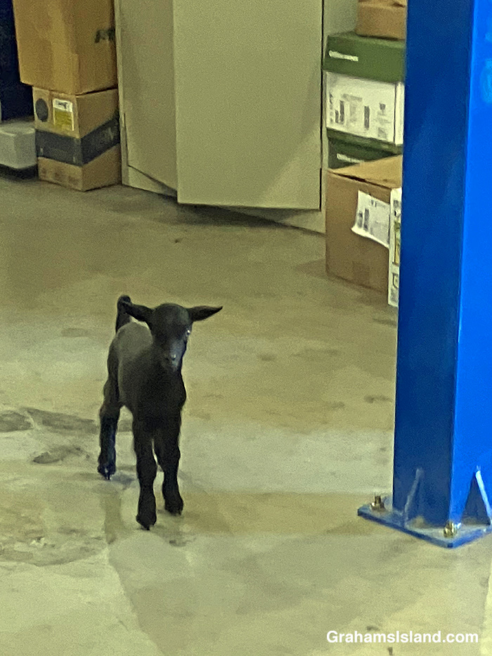 A baby goat in a warehouse in Hawaii