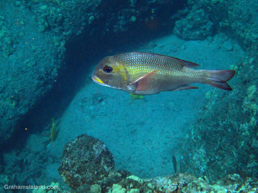 A Bigeye Emperor in the waters off Hawaii