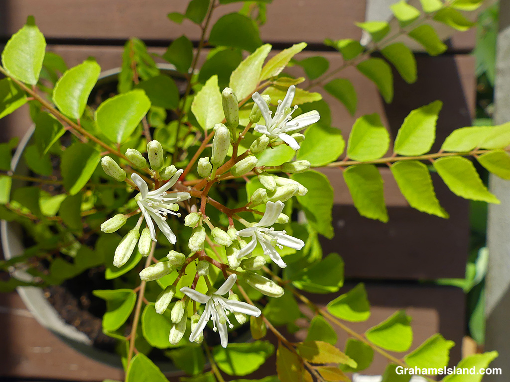 Curry plant flowers in a pot in Hawaii