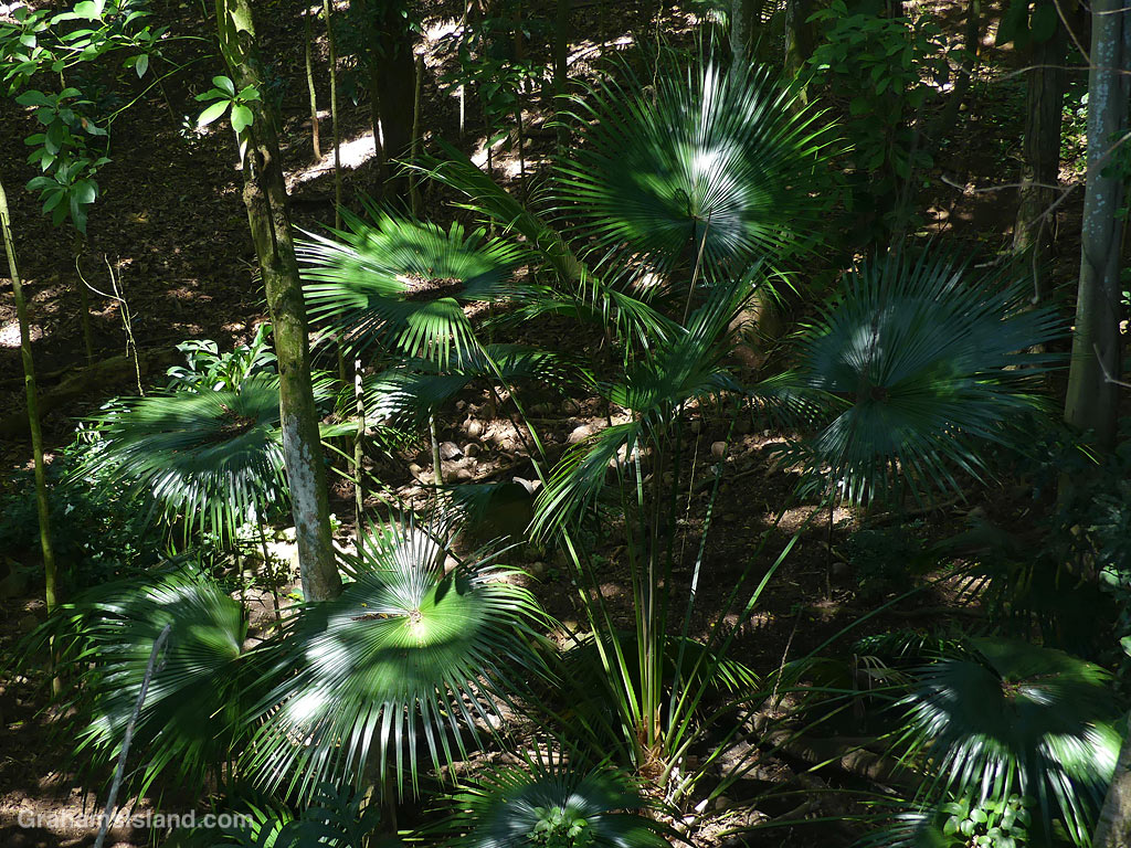 Dappled light on a palm in a gully in Hawaii
