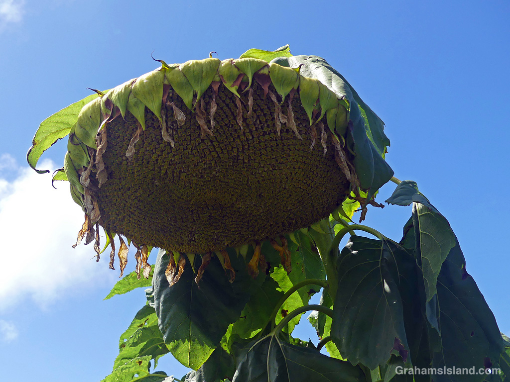 A fading sunflower in Hawaii