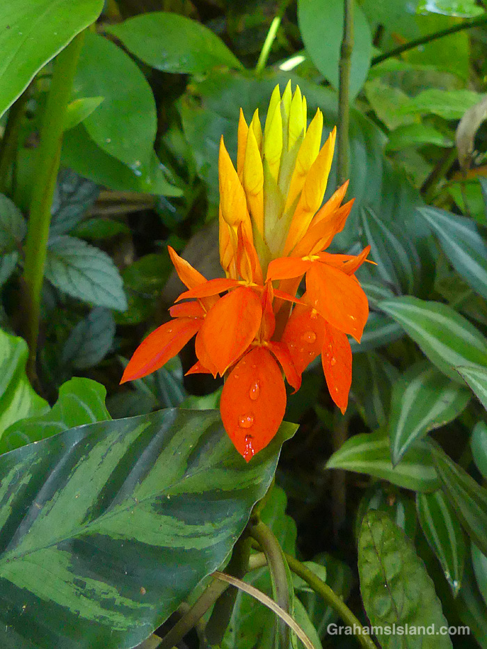 A Fiery Spike flower at Hawaii Tropical Botanical Garden