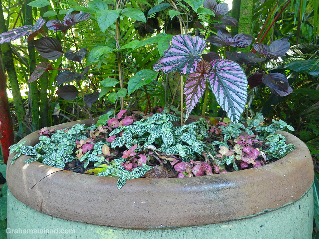 Foliage in a pot at Hawaii Tropical Botanical Garden