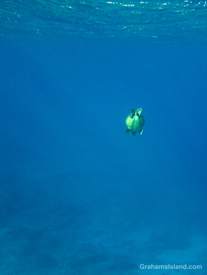 A Green turtle diving in the waters off Hawaii
