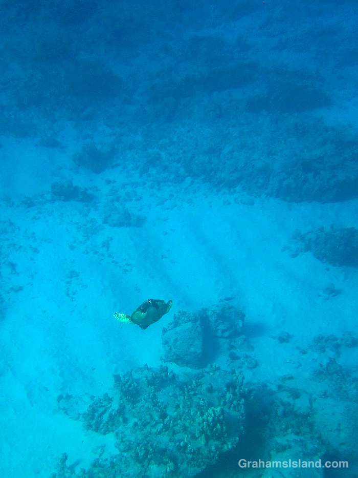 A Green turtle diving in the waters off Hawaii