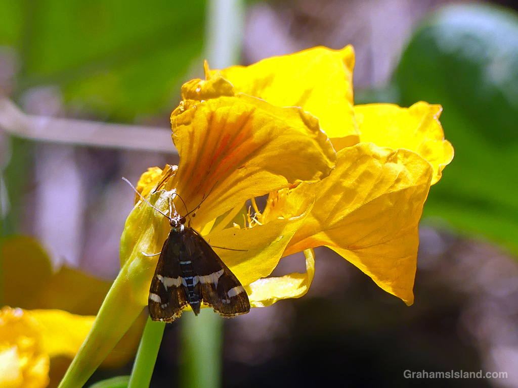 A Hawaiian Beet Webworm moth on a nasturtium flower in Hawaii