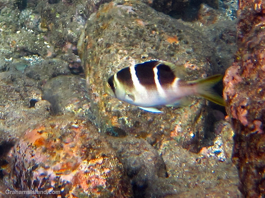 A Juvenile Bigeye Emperor in the waters off Hawaii