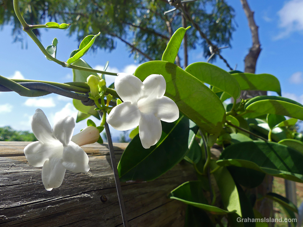 Madagascar Jasmine flowers in Hawaii