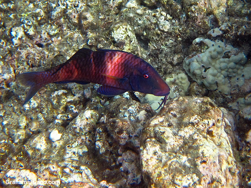 A Manybar Goatfish in the waters off Hawaii