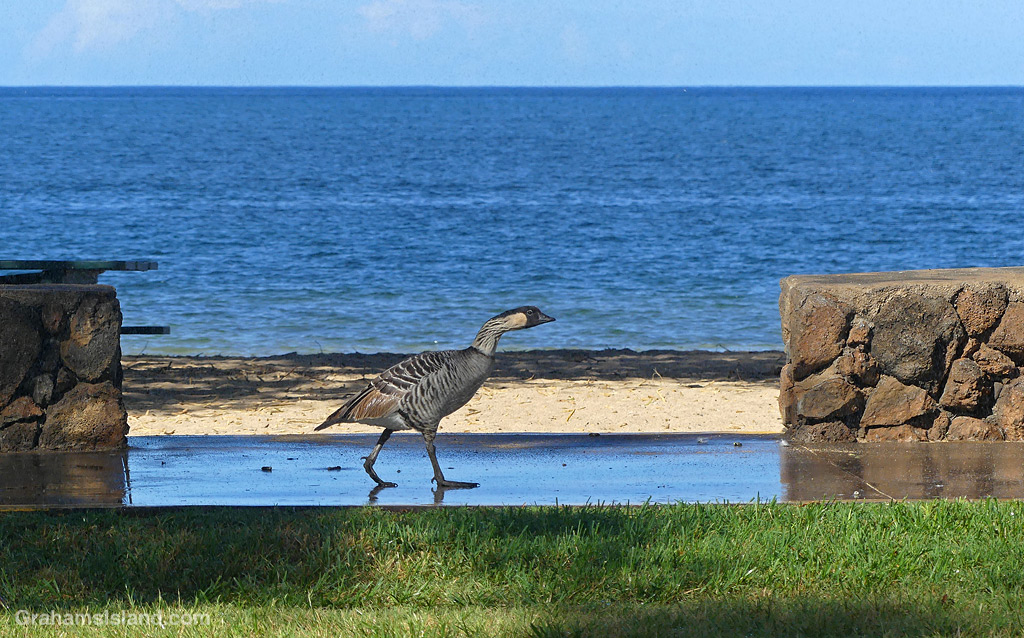 A nene goose at Spencer Beach Park in Hawaii