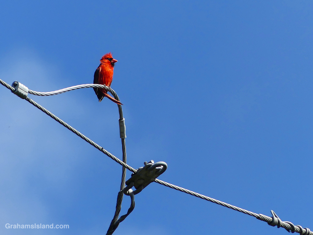 A Northern Cardinal on a wire in North Kohala, Hawaii