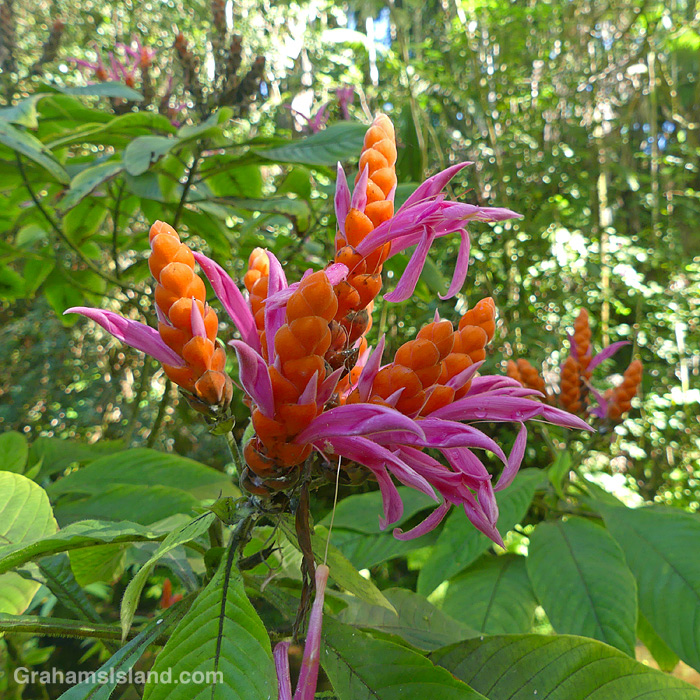 Panama Queen flowers at Hawaii Tropical Botanical Garden