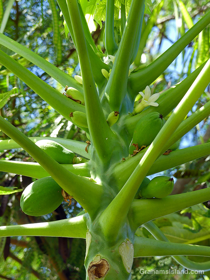 Papaya flowers and fruits growing in Hawaii