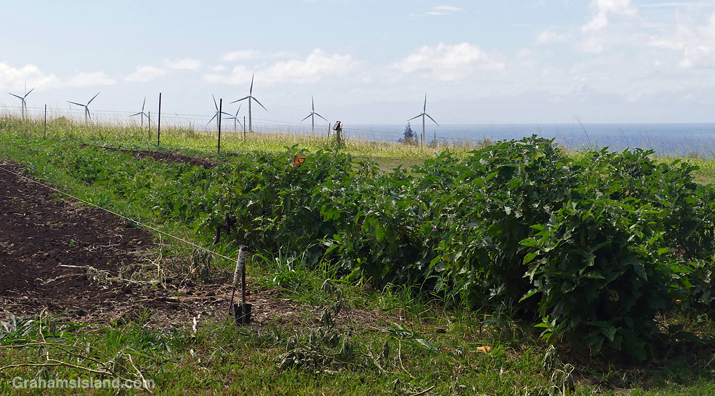 Plants growing at a farm in North Kohala, Hawaii