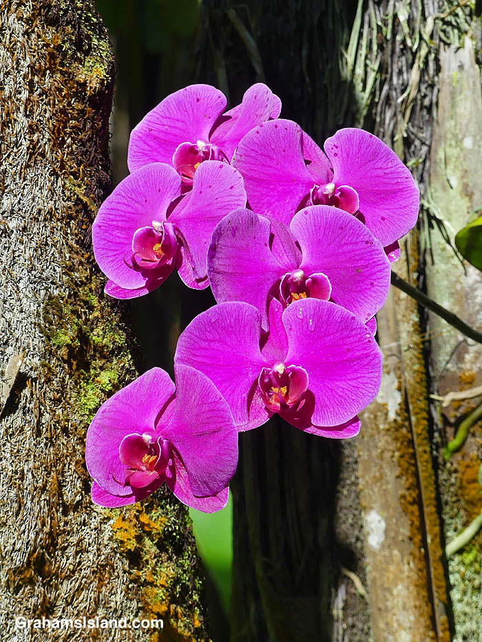 A purple orchid in Hawaii