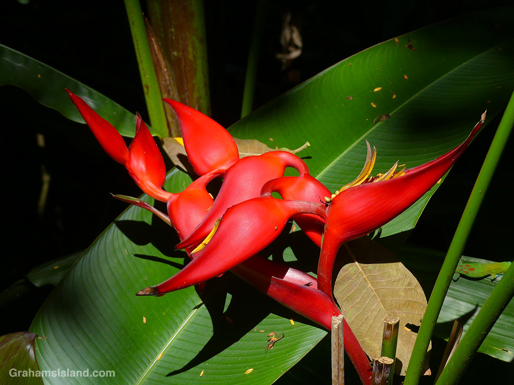 A Red heliconia at Hawaii Tropical Botanical Garden