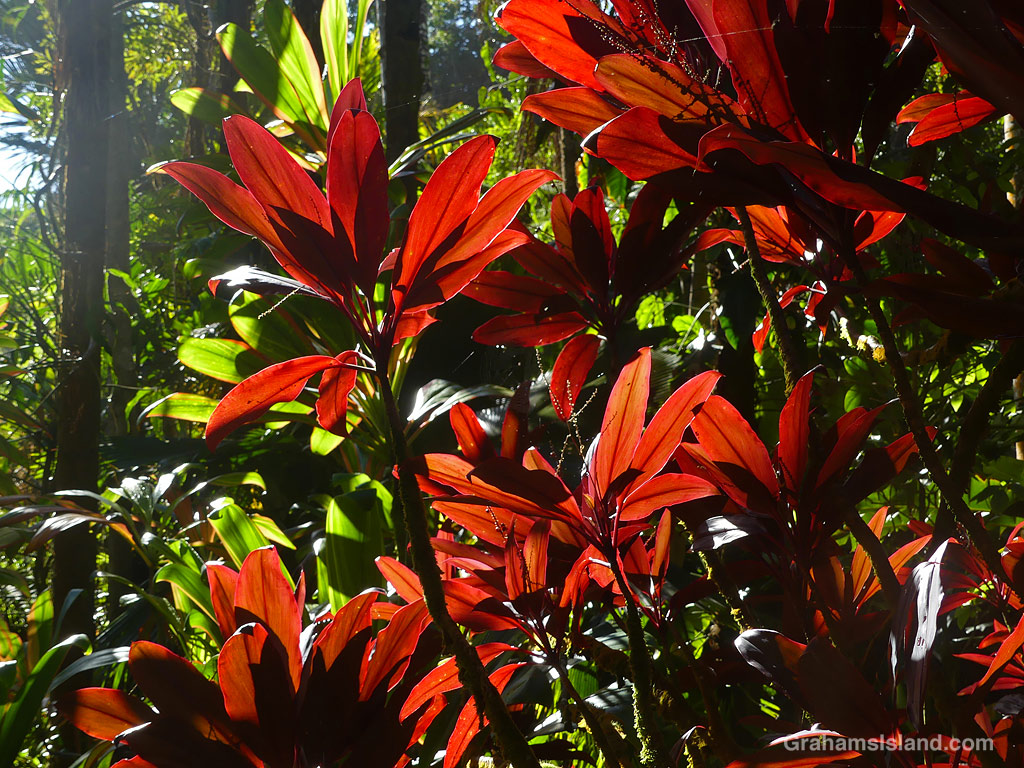 Red Ti leaves at Hawaii Tropical Botanical Garden