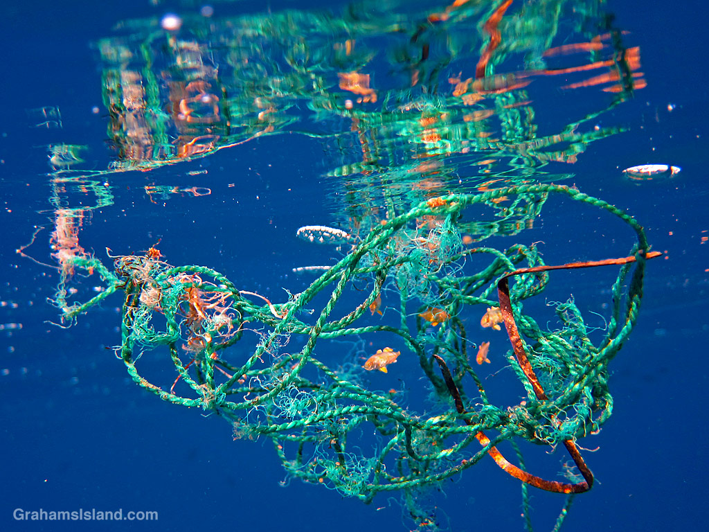 Tiny fish shelter in a tangle of lines in the waters off Hawaii