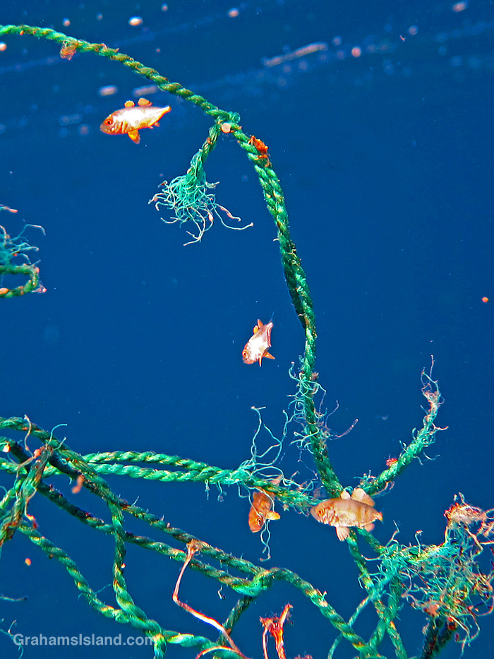 Tiny fish shelter in a tangle of lines in the waters off Hawaii