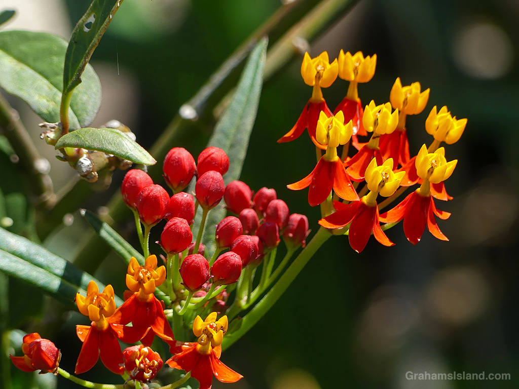 Tropical Milkweed growing at a farm in North Kohala, Hawaii