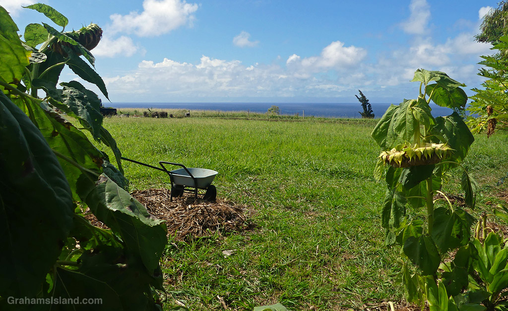 Plants growing at a farm in North Kohala, Hawaii