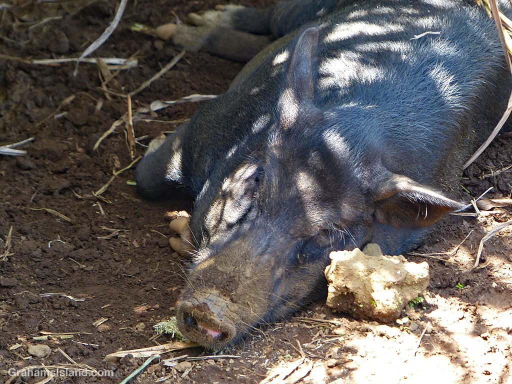 A wild pig snoozes in the shade in Hawaii