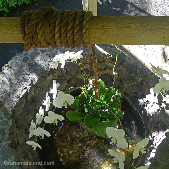 Wishing well orchids at Hawaii Tropical Botanical Garden