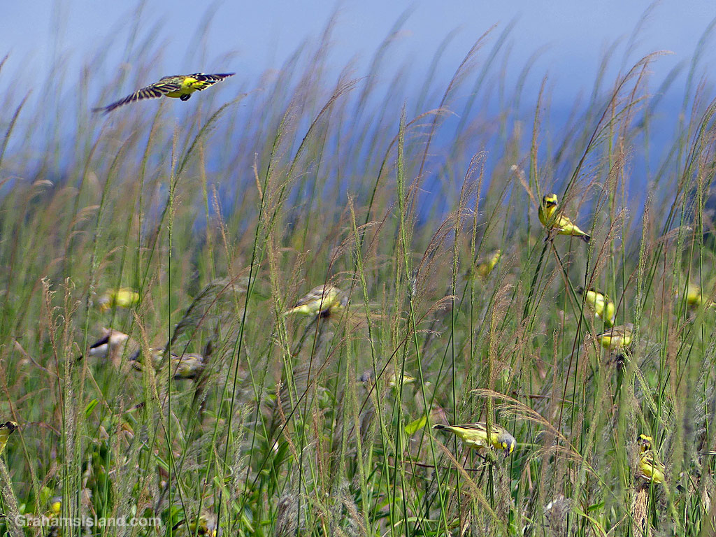 Yellow-fronted Canaries feast on grass seed in Hawaii