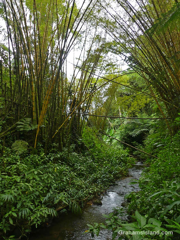 Bamboo arches over a stream in Akaka Falls State Park in Hawaii